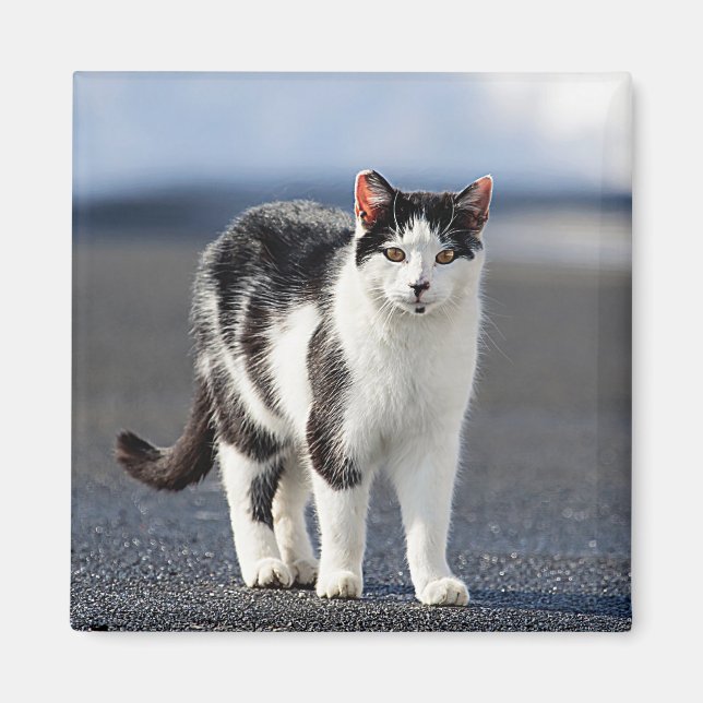 Porträtt i en katt magnet (Framsidan)