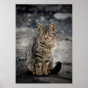 Porträtt i en katt poster
