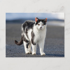 Porträtt i en katt vykort