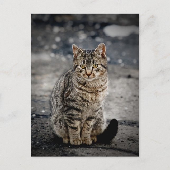 Porträtt i en katt vykort (Framsida)