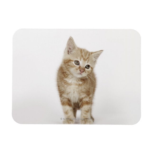 Porträtt i en kattunge magnet (Horisontell)