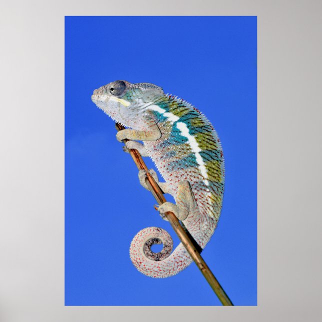 porträtt i en manlig panter chameleon poster (Framsidan)