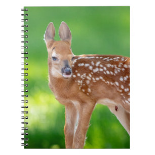 Porträtt i en nyfödd Fawn (vit-bläckfisk hjort) Anteckningsbok