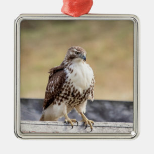 Porträtt i en omogen röd tailändska Hawk Julgransprydnad Metall