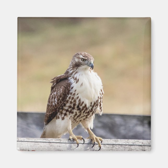 Porträtt i en omogen röd tailändska Hawk Magnet (Framsidan)