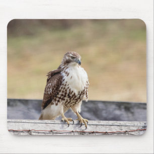 Porträtt i en omogen röd tailändska Hawk Musmatta