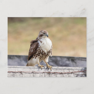 Porträtt i en omogen röd tailändska Hawk Vykort
