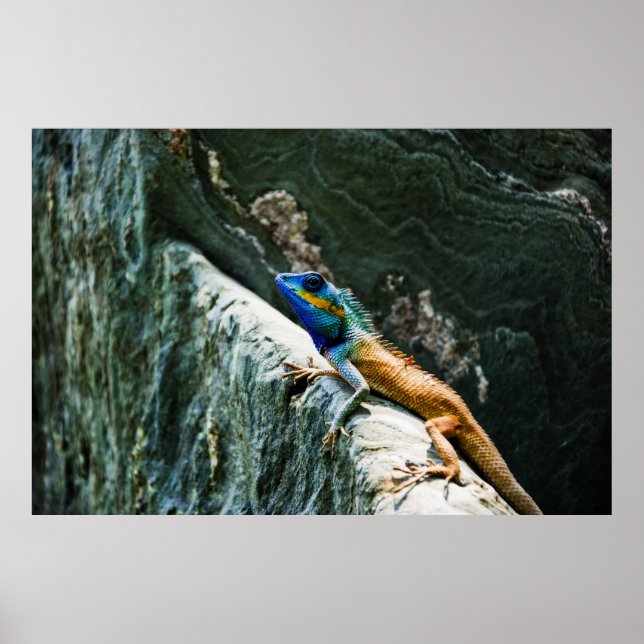 Porträtt i en Oriental Garden Lizard - Poster (Framsidan)
