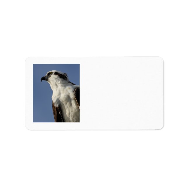 Porträtt i en osprey adressetikett (Framsidan)