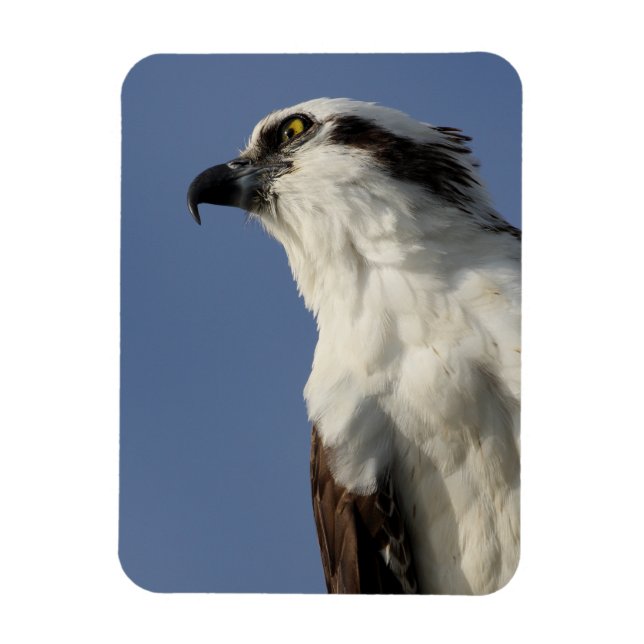 Porträtt i en osprey magnet (Vertikal)