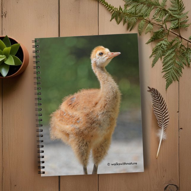 Porträtt i en Sandhill Crane Colt Anteckningsbok (Portrait of a Sandhill Crane Colt Journal Cover Photo)
