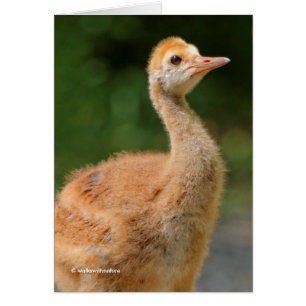 Porträtt i en Sandhill Crane Colt Hälsningskort