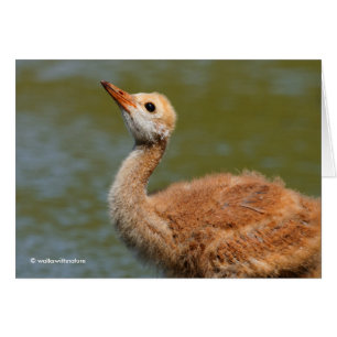 Porträtt i en Sandhill Crane Colt Hälsningskort