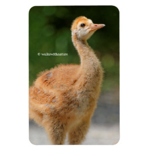 Porträtt i en Sandhill Crane Colt Magnet