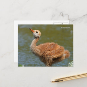 Porträtt i en Sandhill Crane Colt Vykort