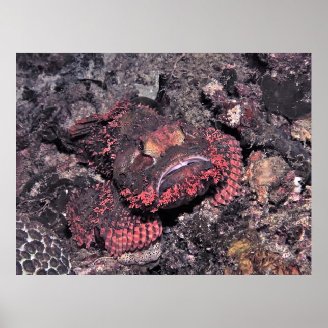 Porträtt i en scorpionfish poster (Framsidan)