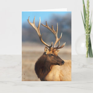Porträtt i en stunning Bull Elk Kort