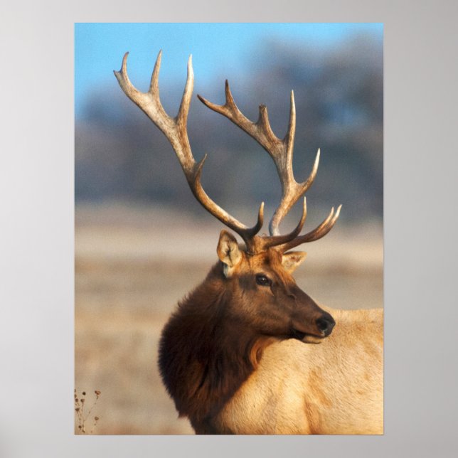 Porträtt i en stunning Bull Elk Poster (Framsidan)