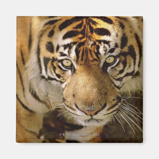 Porträtt i en tiger magnet (Framsidan)