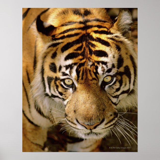 Porträtt i en tiger poster (Framsidan)