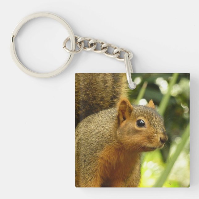 Porträtt i ett ekorrefoto från ett naturdjur (Framsidan)