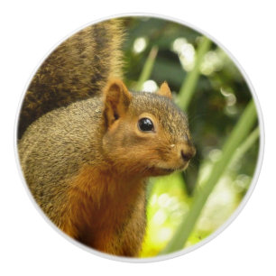 Porträtt i ett ekorrefoto från ett naturdjur knopp