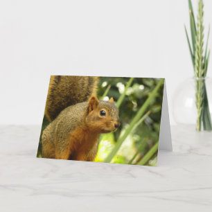 Porträtt i ett ekorrefoto från ett naturdjur kort