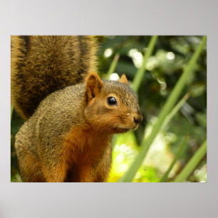 Porträtt i ett ekorrefoto från ett naturdjur poster