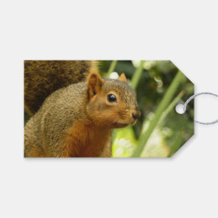 Porträtt i ett ekorrefoto från ett naturdjur presentetikett