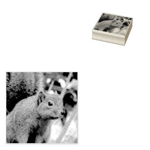 Porträtt i ett ekorrefoto från ett naturdjur stämpel
