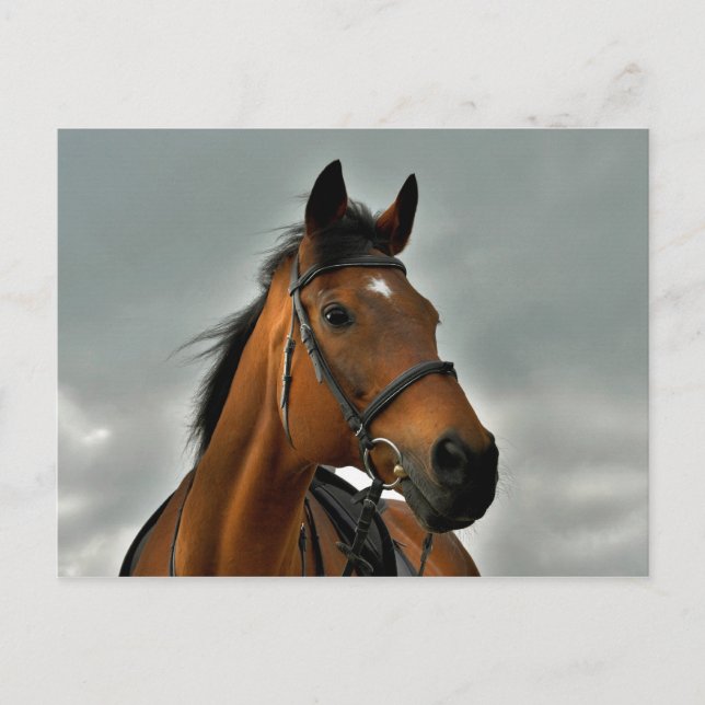 Porträtt i ett havsstruplott vykort (Framsida)