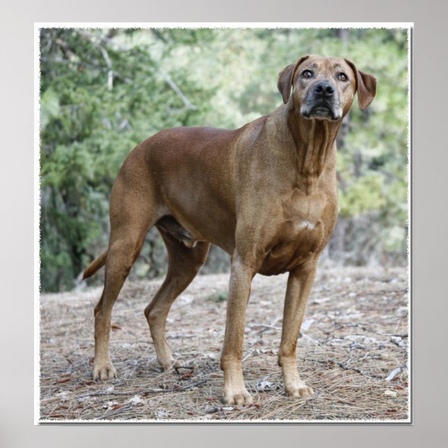 Porträtt i ett Rhodesian Ridgeback Poster (Framsidan)