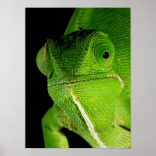 Porträtt i Flap-Necked Chameleon Poster