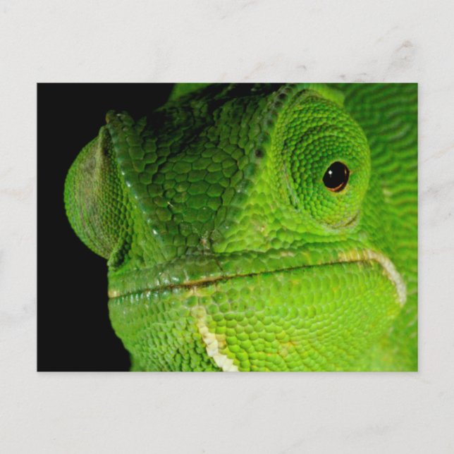 Porträtt i Flap-Necked Chameleon Vykort (Framsida)