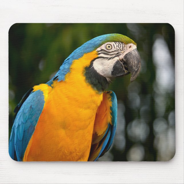 Porträtt i gelbbrustara macaw postcard square sti musmatta (Framsidan)