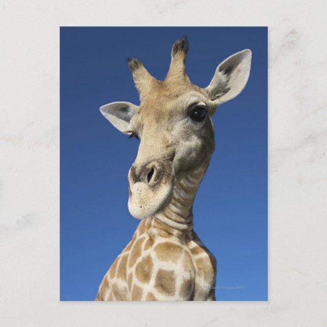 Porträtt i Giraffe (Giraffa Camelopardalis) 2 Vykort (Framsida)