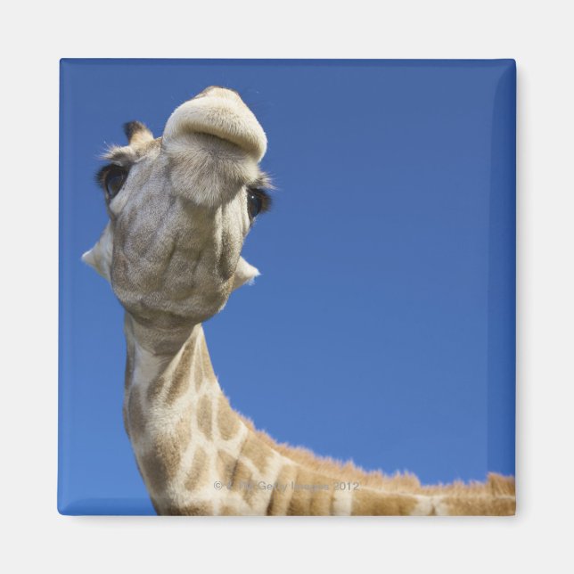 Porträtt i Giraffe (Giraffa Camelopardalis) Magnet (Framsidan)