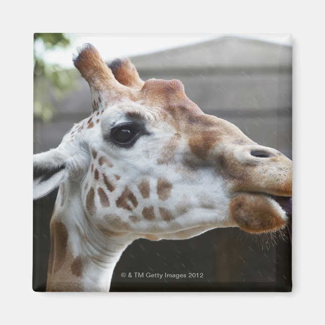 Porträtt i Giraffe (Giraffa camelopardalis) Magnet (Framsidan)