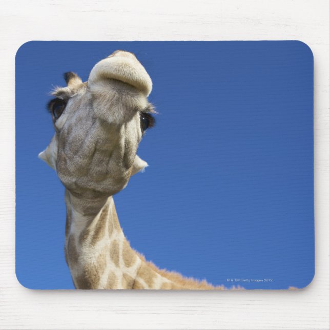 Porträtt i Giraffe (Giraffa Camelopardalis) Musmatta (Framsidan)