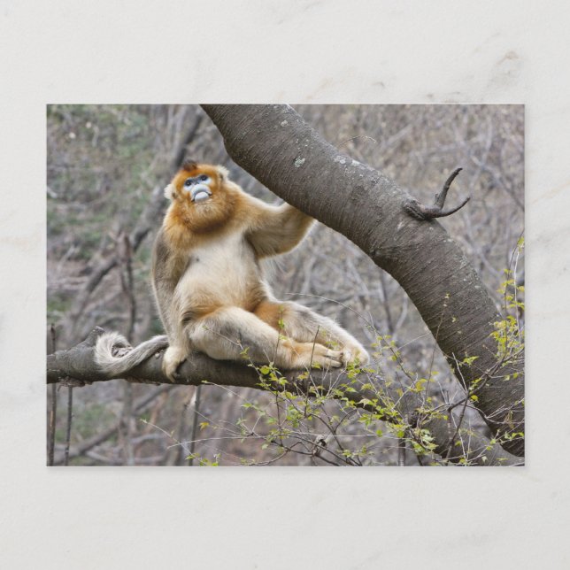 Porträtt i Golden monkey av hankön i träd Vykort (Framsida)