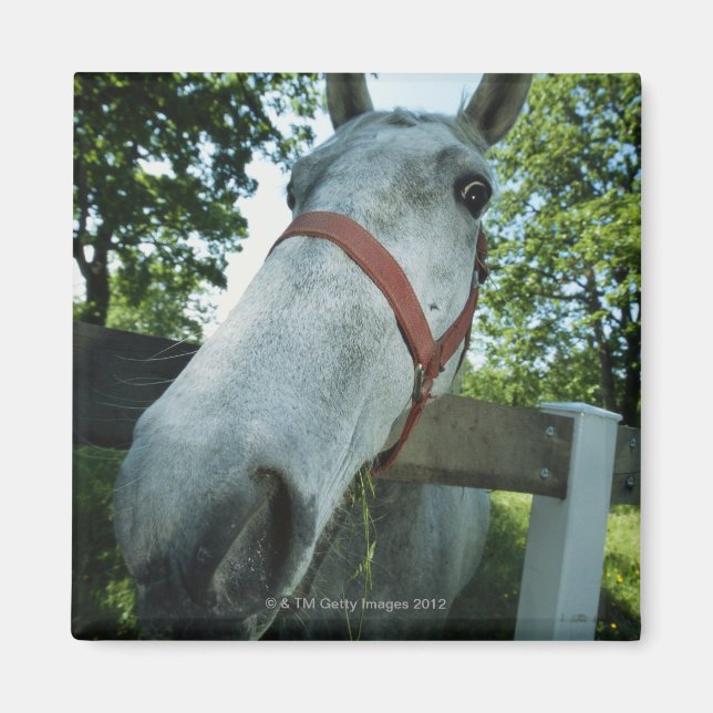Porträtt i Horse Magnet (Framsidan)
