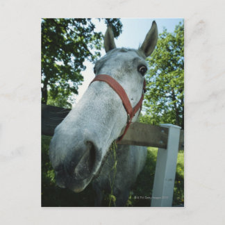 Porträtt i Horse Vykort