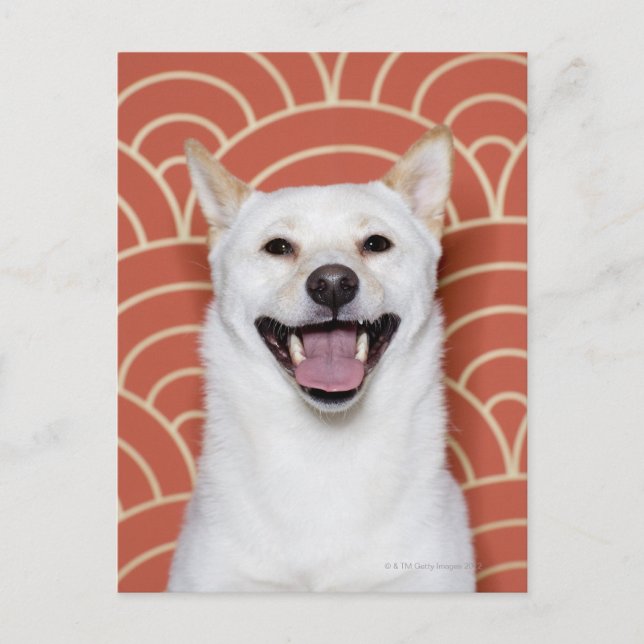 PORTRÄTT i HUND 3 Vykort (Framsida)