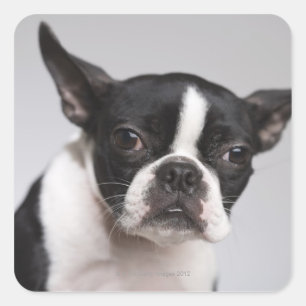 PORTRÄTT i HUND Fyrkantigt Klistermärke