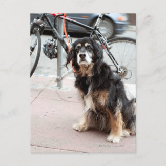 Porträtt i hund i väntan på ägare. vykort