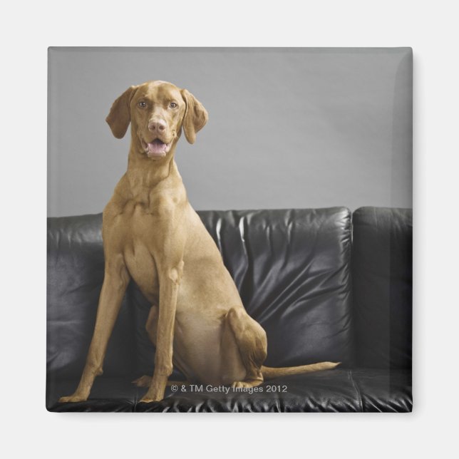 PORTRÄTT i HUND Magnet (Framsidan)