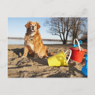 Porträtt i hund vid stranden med sand leksaker, Ot Vykort