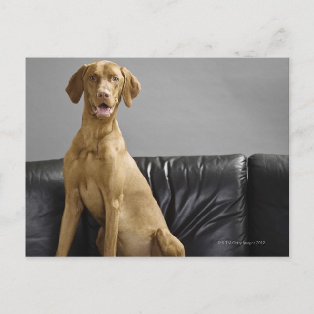 PORTRÄTT i HUND Vykort (Framsida)