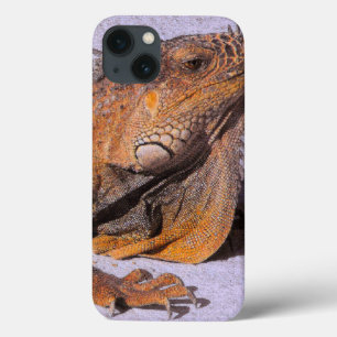 Porträtt i Iguana