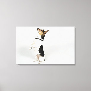 Porträtt i Jack Russell hund upp på hans sida Canvastryck